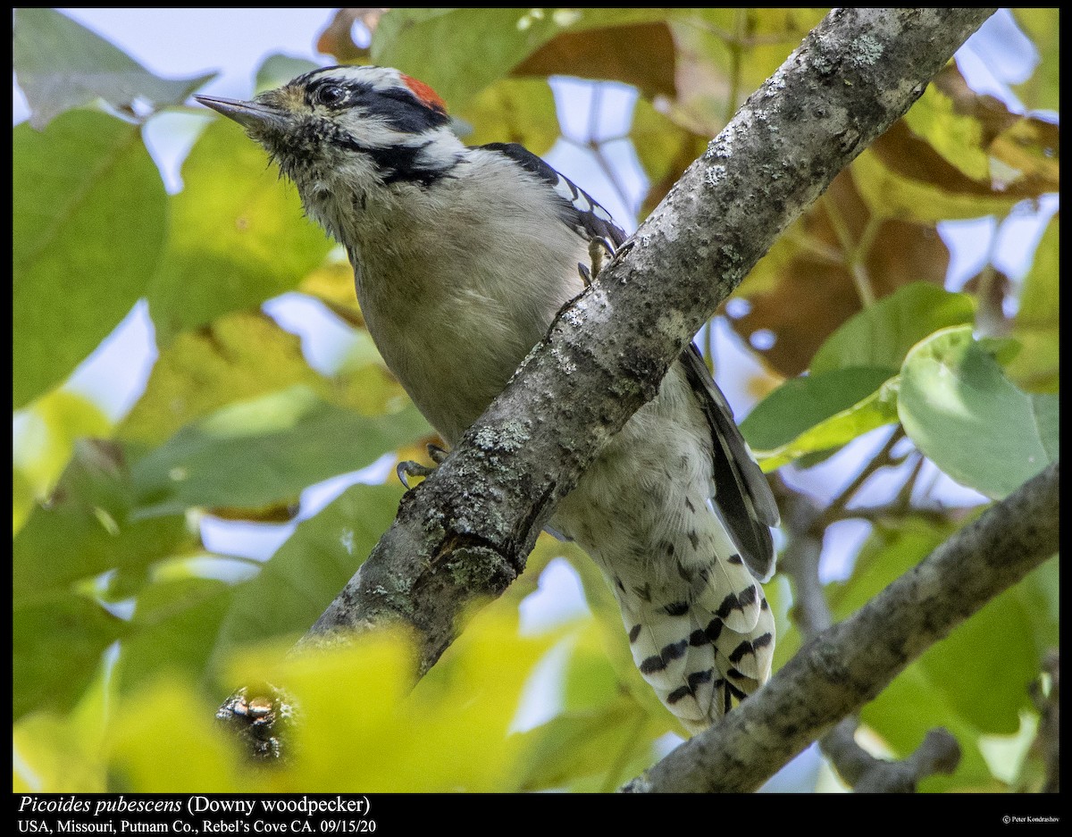 Downy Woodpecker (Eastern) - ML263071821