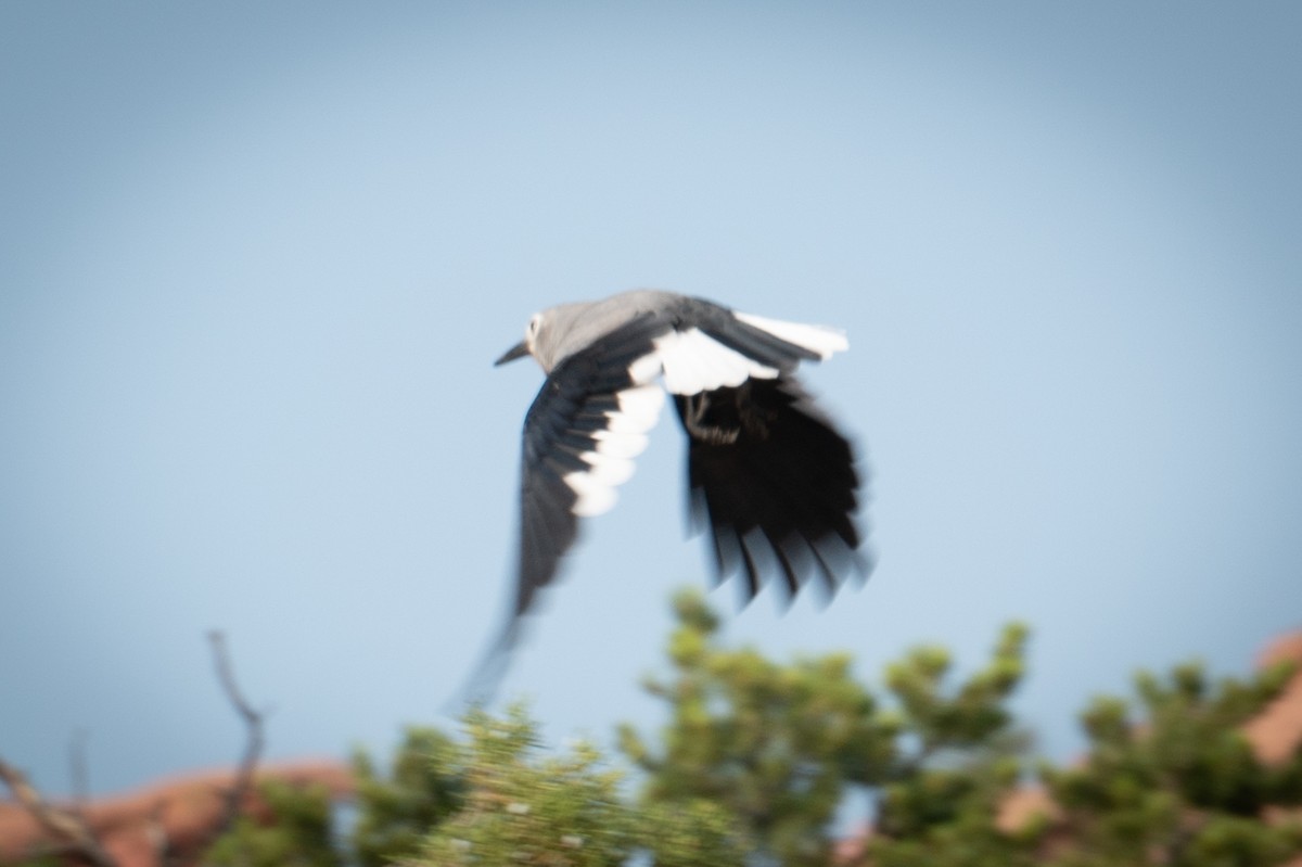 Clark's Nutcracker - ML263072311