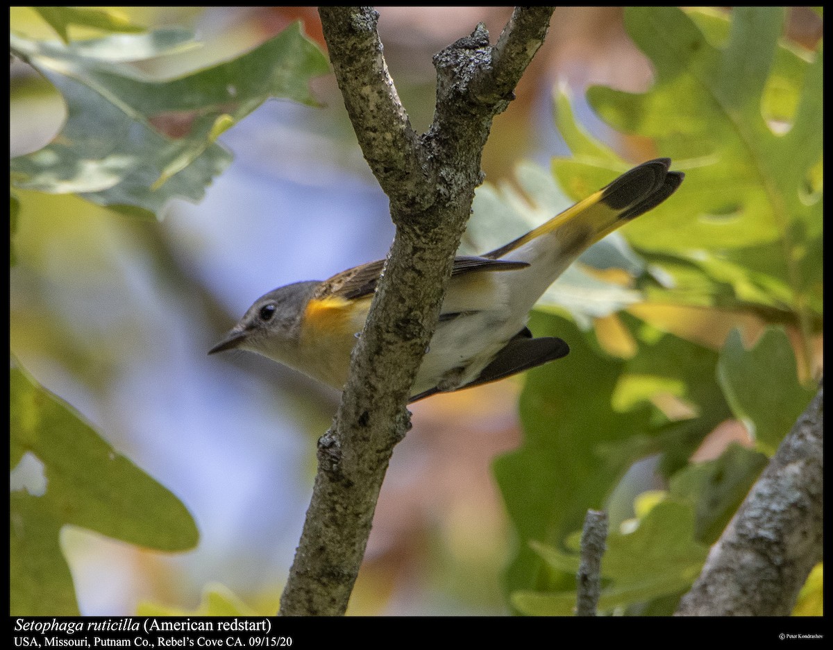 American Redstart - ML263072591