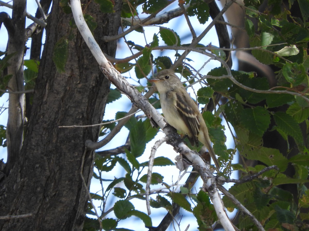 חטפית Empidonax בלתי-מזוהה - ML263072771