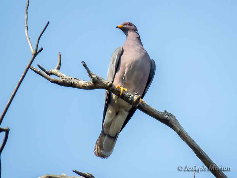Band-tailed Pigeon - ML263073001