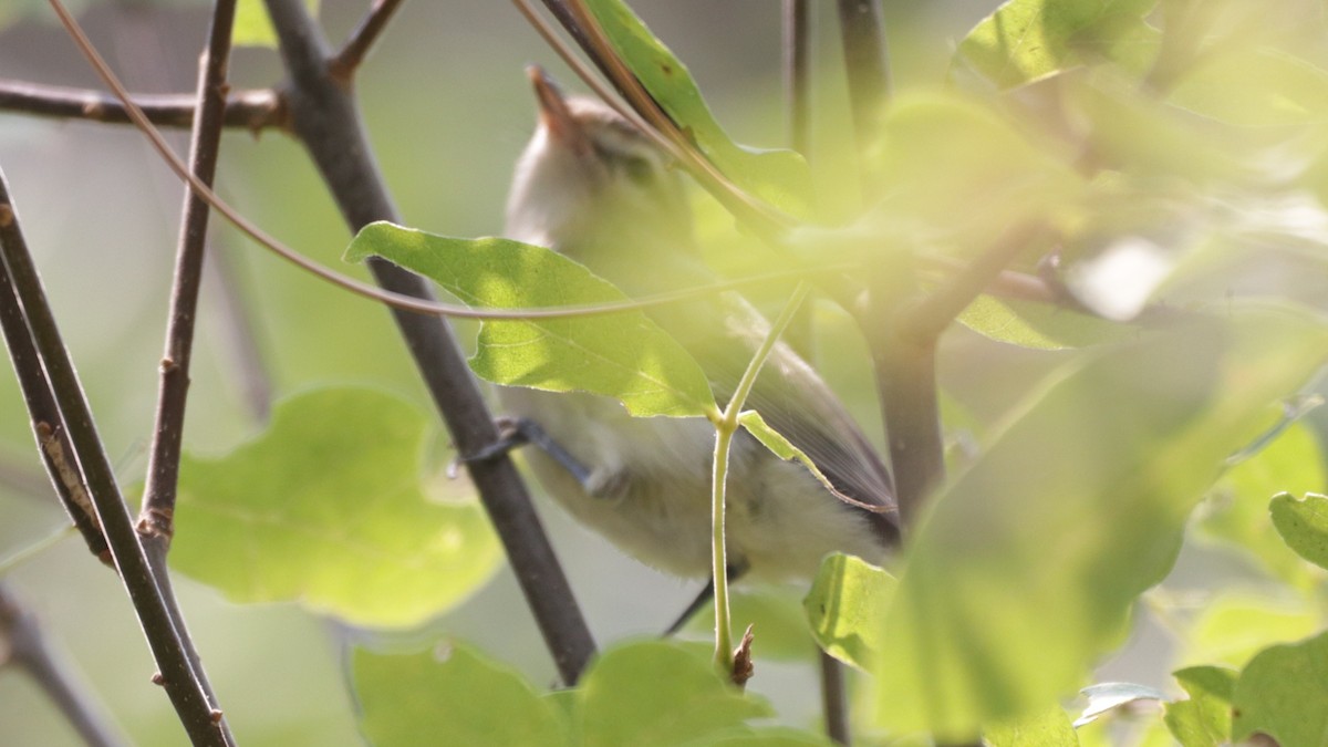 Red-eyed Vireo - ML263073451