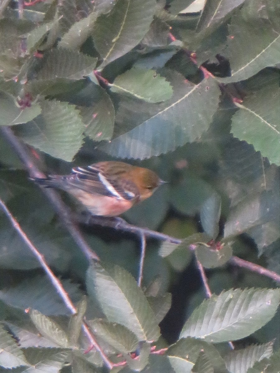 Bay-breasted Warbler - ML263074031