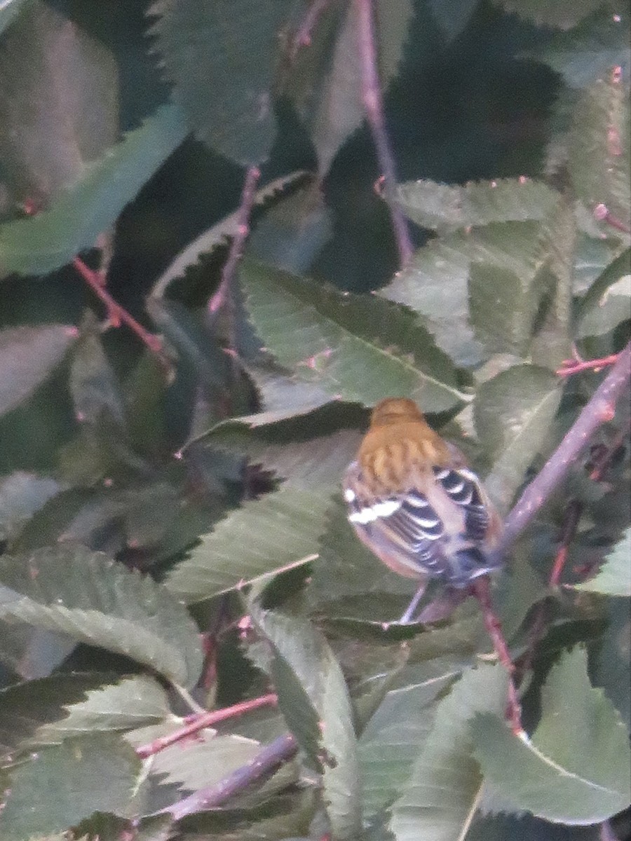 Bay-breasted Warbler - ML263074291