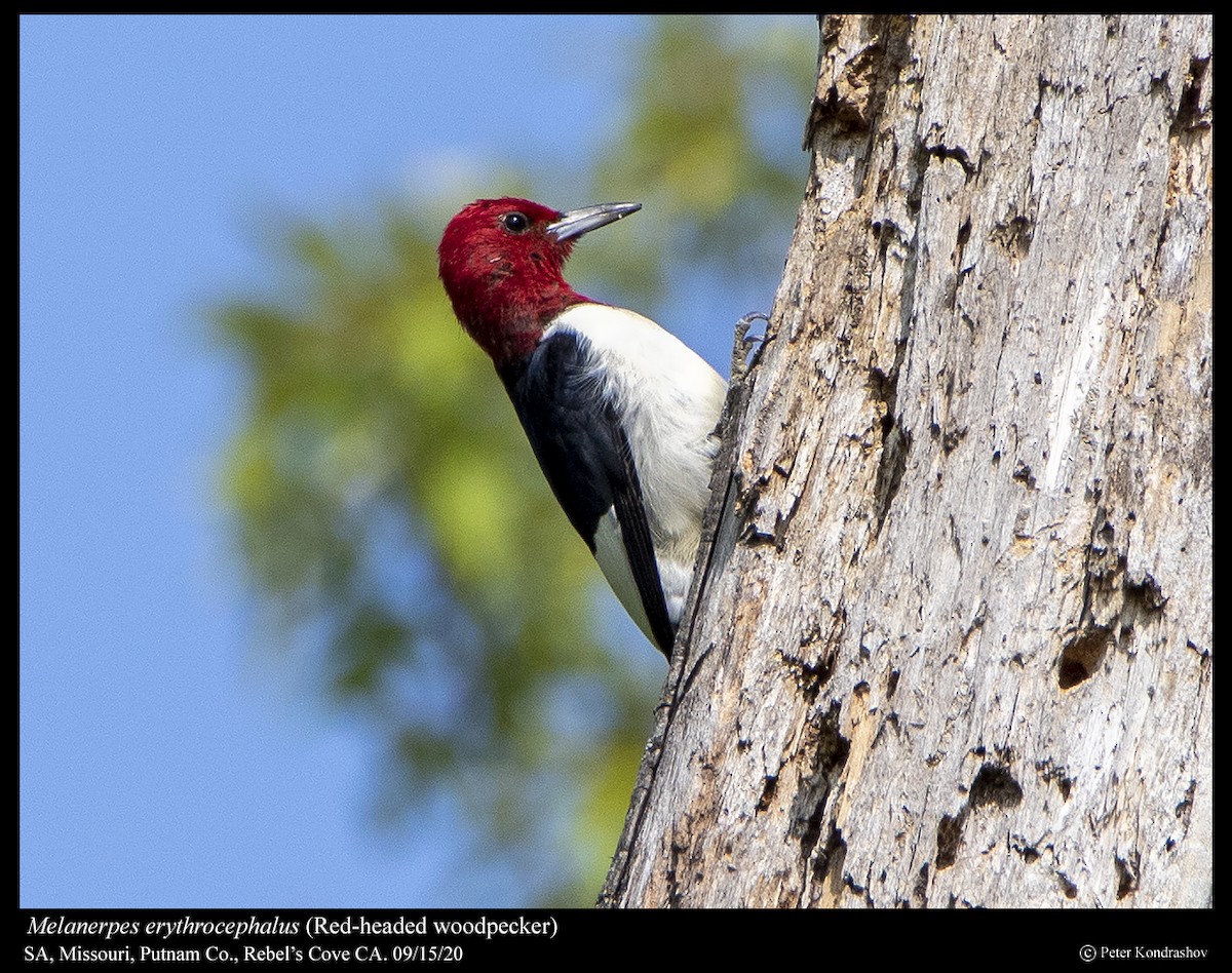 Red-headed Woodpecker - ML263074411