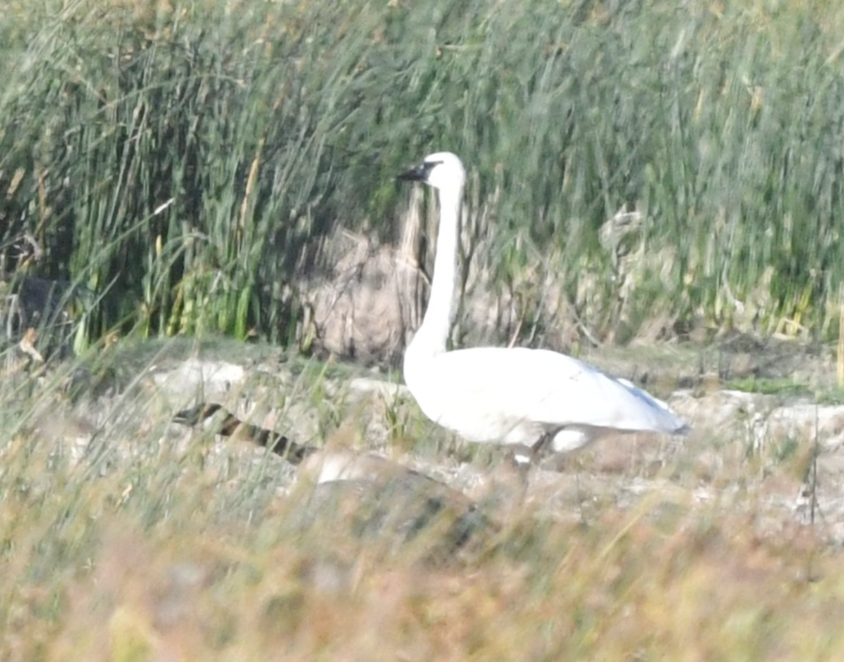 Trumpeter Swan - Frank Lake Historic Bird Records: Greg Wagner (compiler)