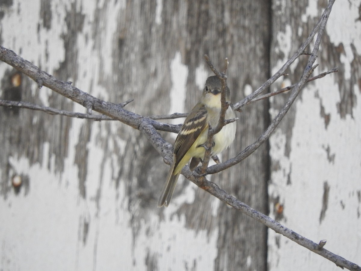 חטפית Empidonax בלתי-מזוהה - ML263075311