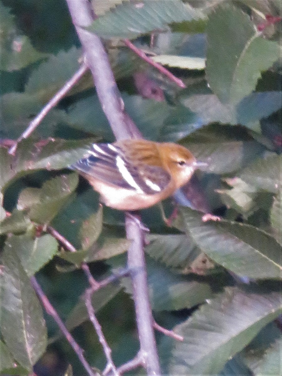 Bay-breasted Warbler - ML263075551