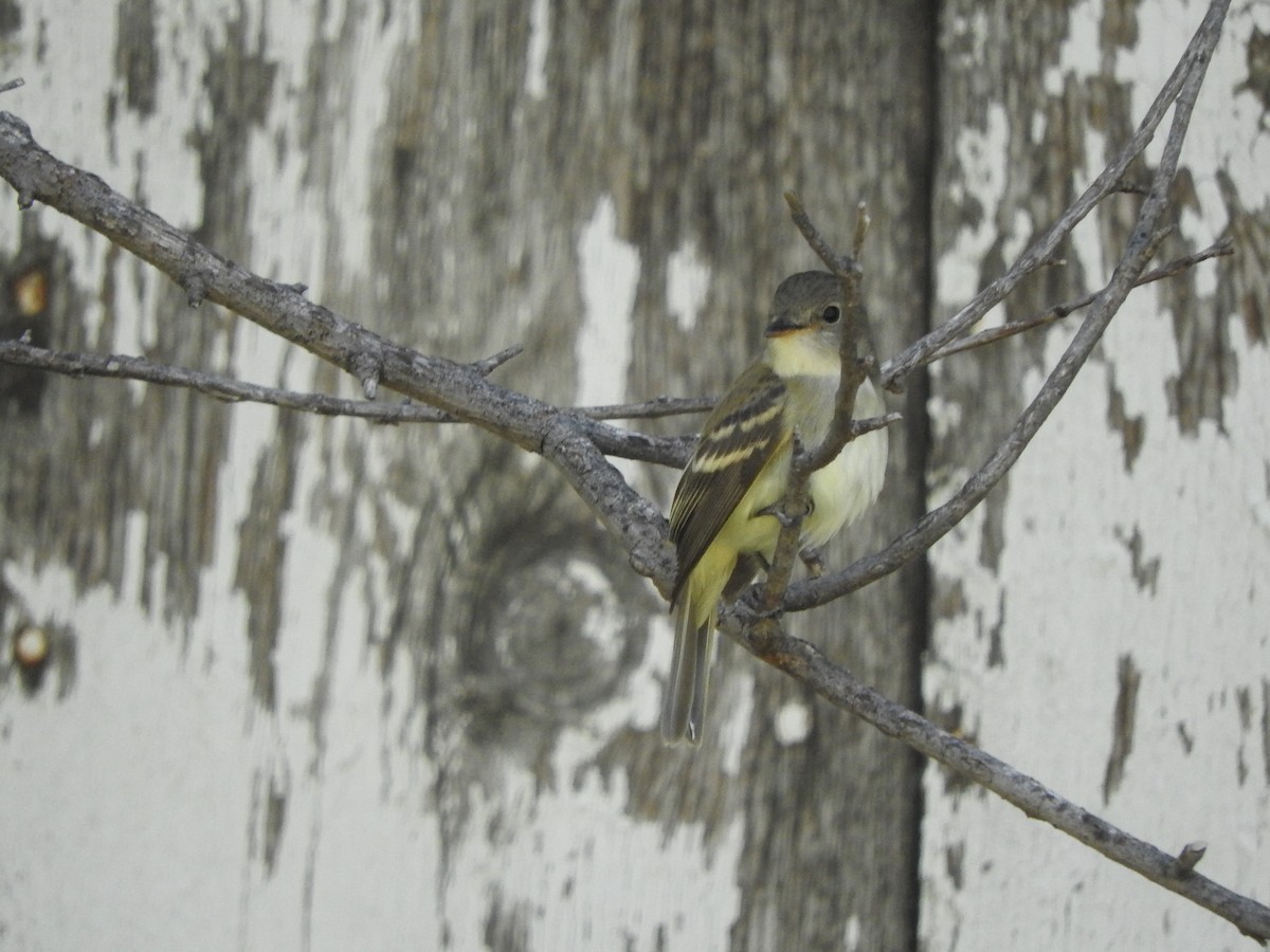 חטפית Empidonax בלתי-מזוהה - ML263076871
