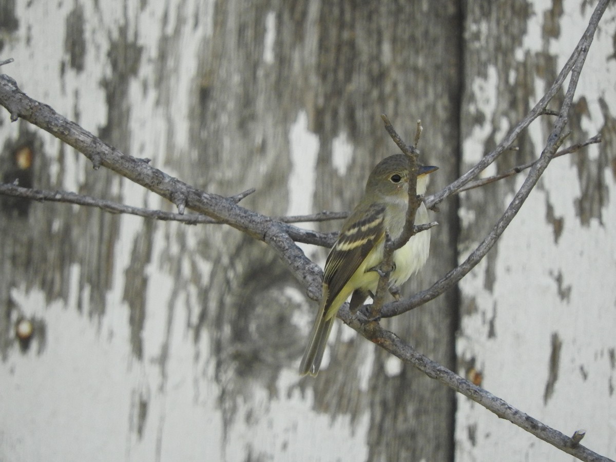 חטפית Empidonax בלתי-מזוהה - ML263076881