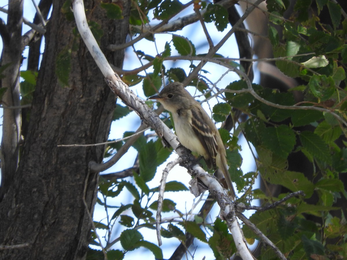 חטפית Empidonax בלתי-מזוהה - ML263076931