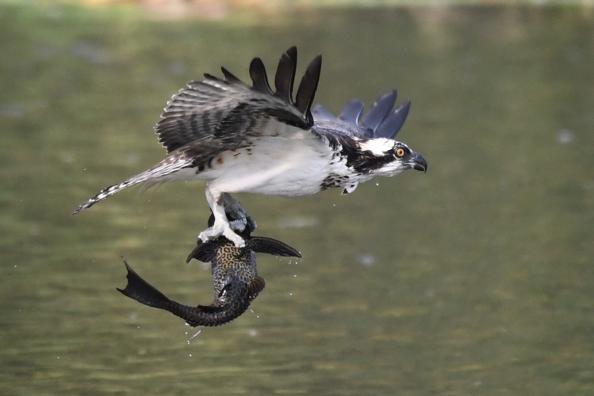 Osprey - Adam Cunningham