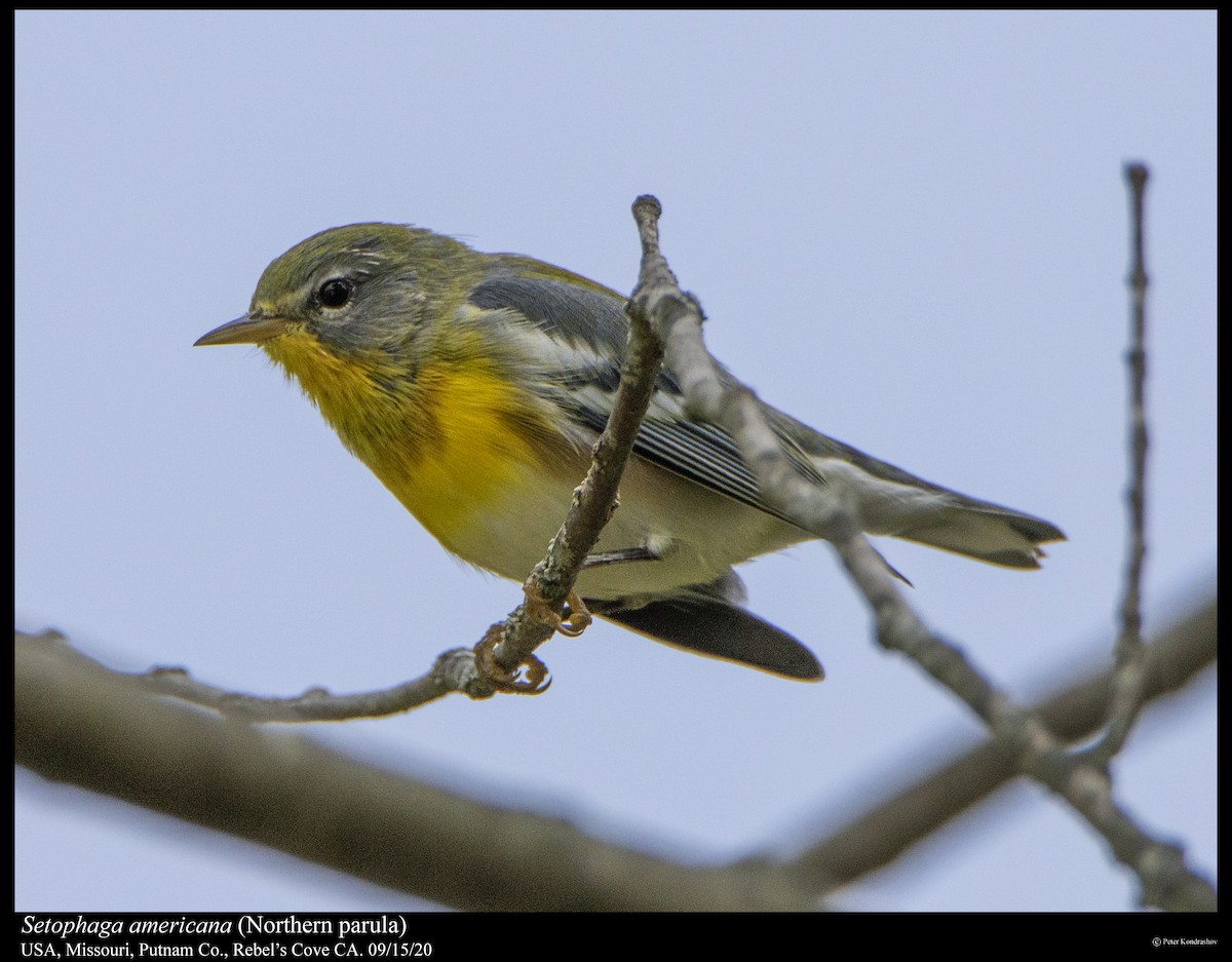 Northern Parula - ML263078911