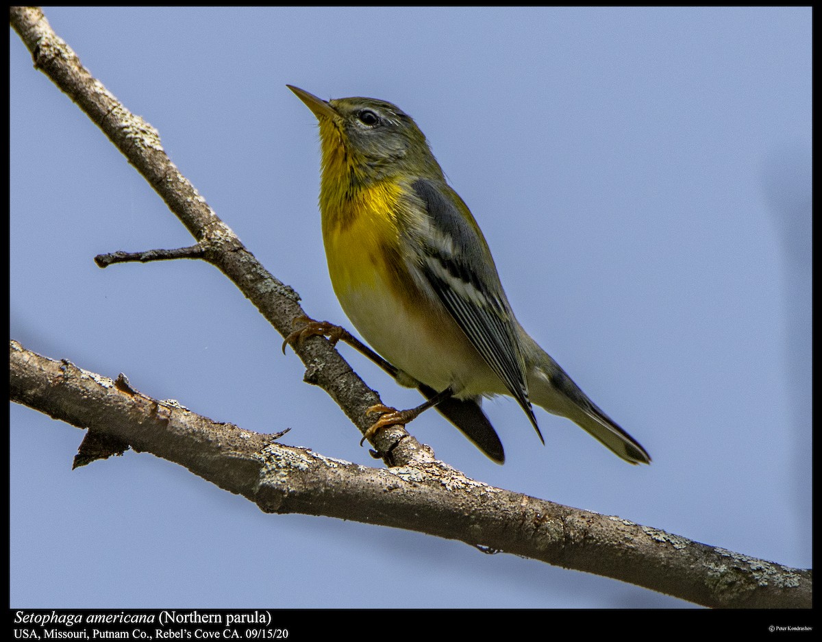Northern Parula - ML263078921