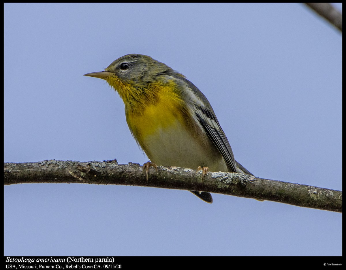 Northern Parula - ML263079291