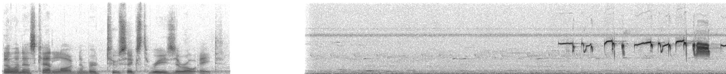 Ошейниковая щурка - ML26308