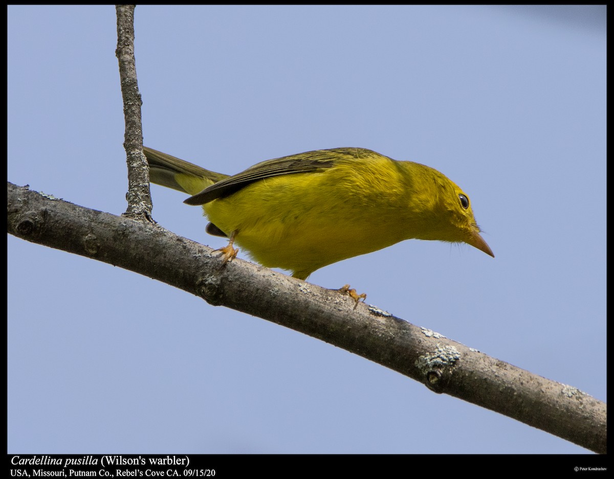 Wilson's Warbler - ML263080771