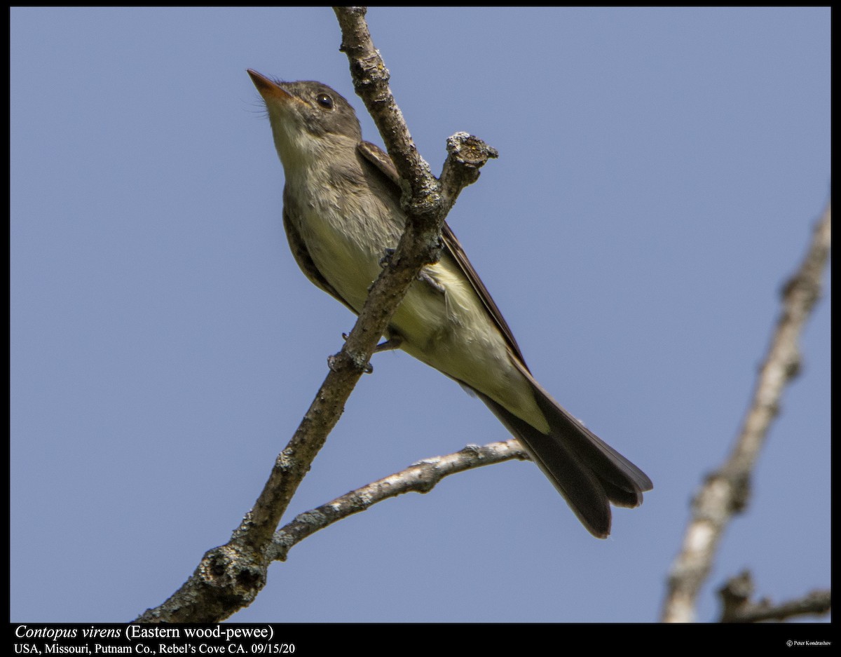 Eastern Wood-Pewee - ML263081161