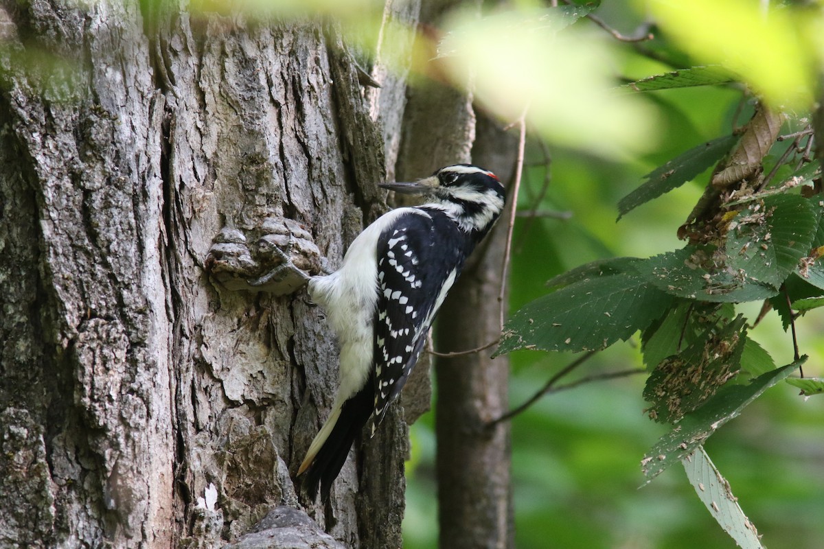 Hairy Woodpecker - ML263081781