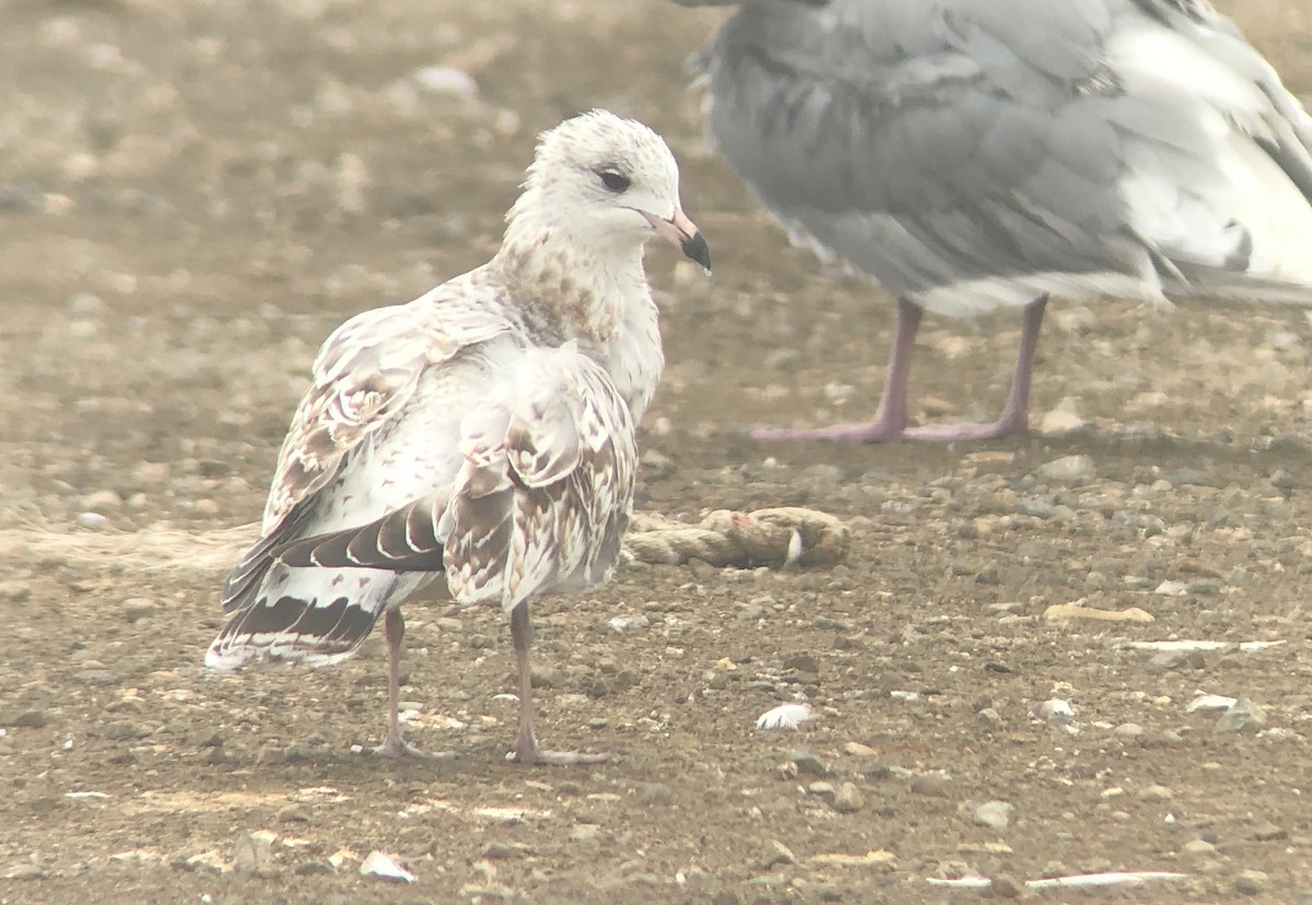 Ring-billed Gull - ML263083731