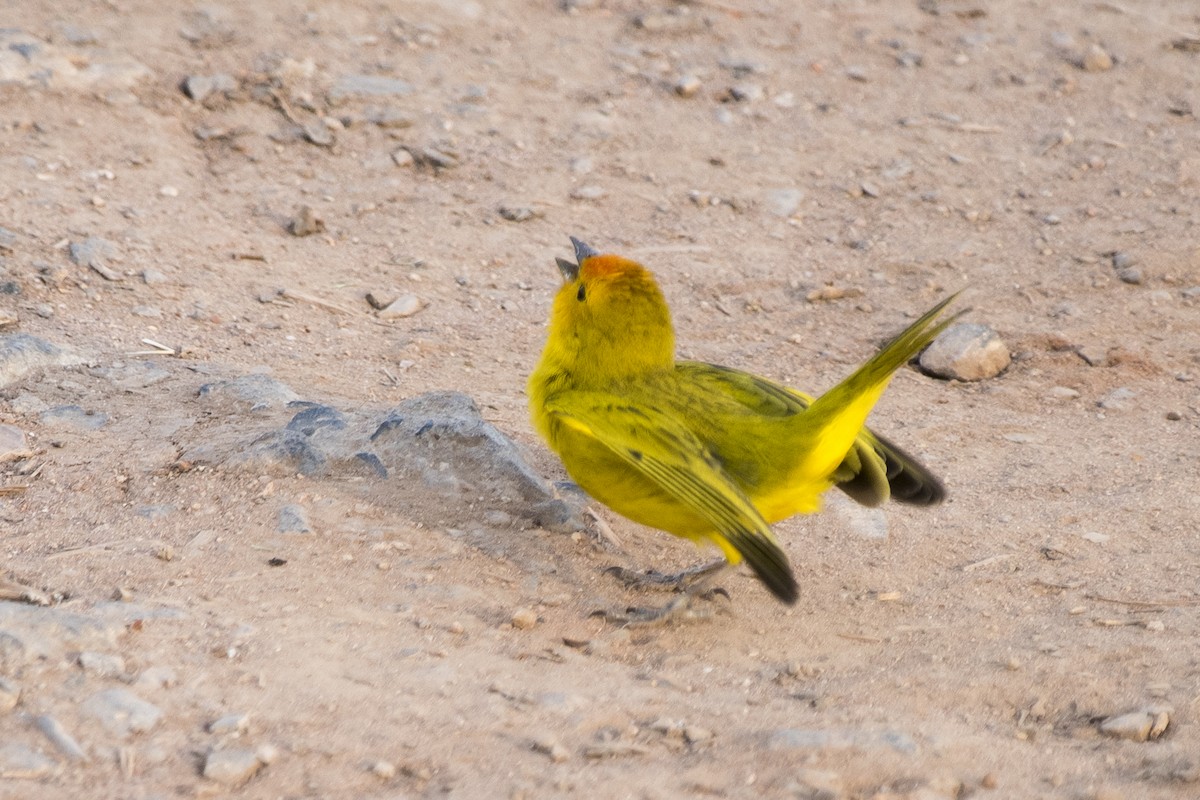 Saffron Finch - ML263084631