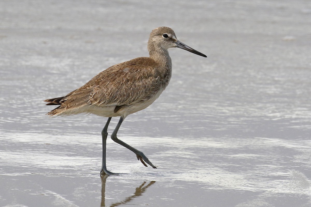 Willet - ML263085551