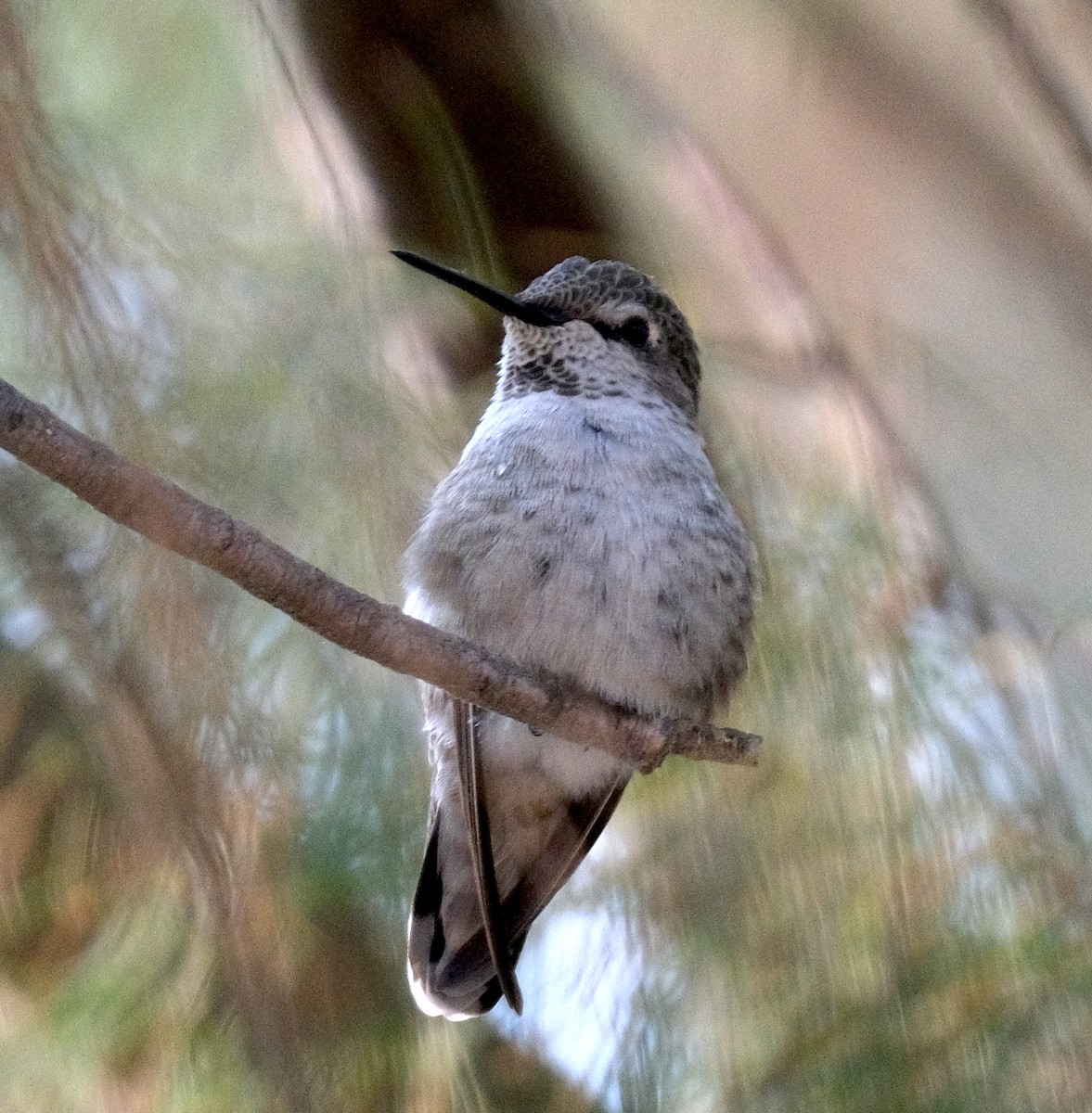 Costa's Hummingbird - ML263085801