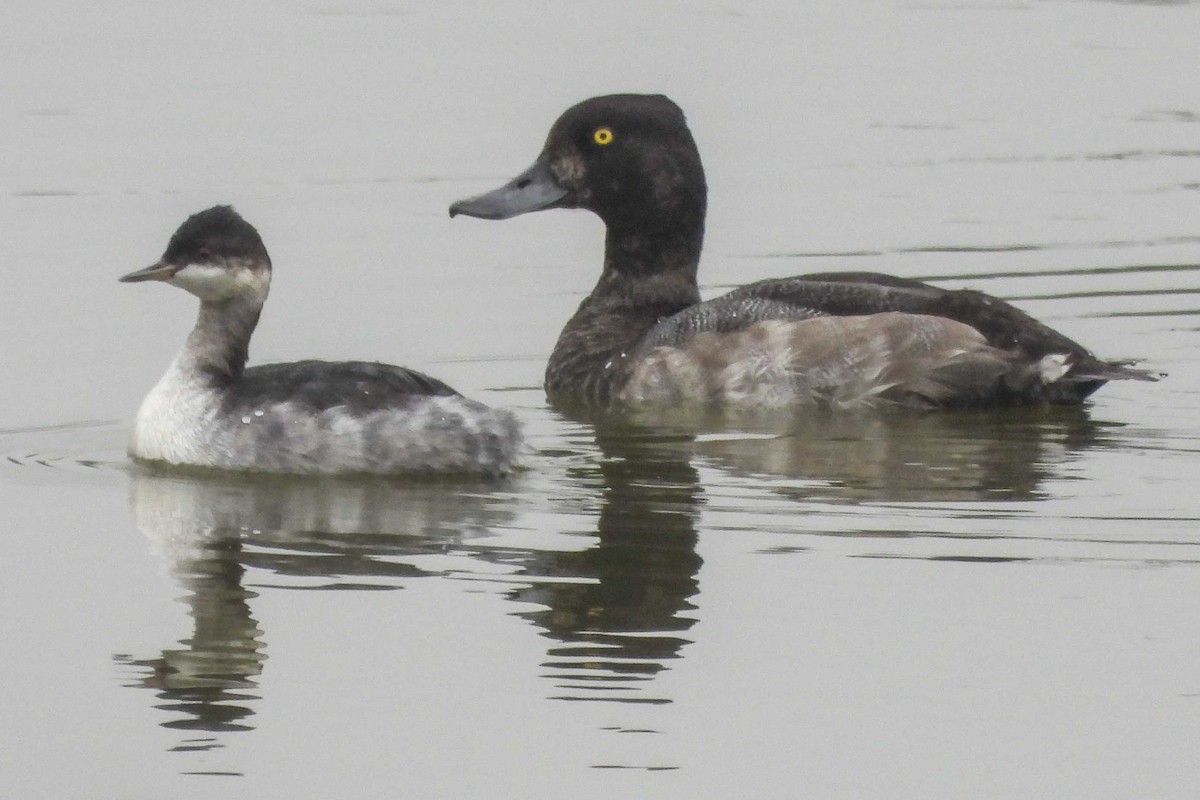 Lesser Scaup - ML263086561