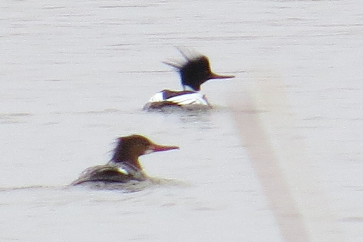 Red-breasted Merganser - ML26308691