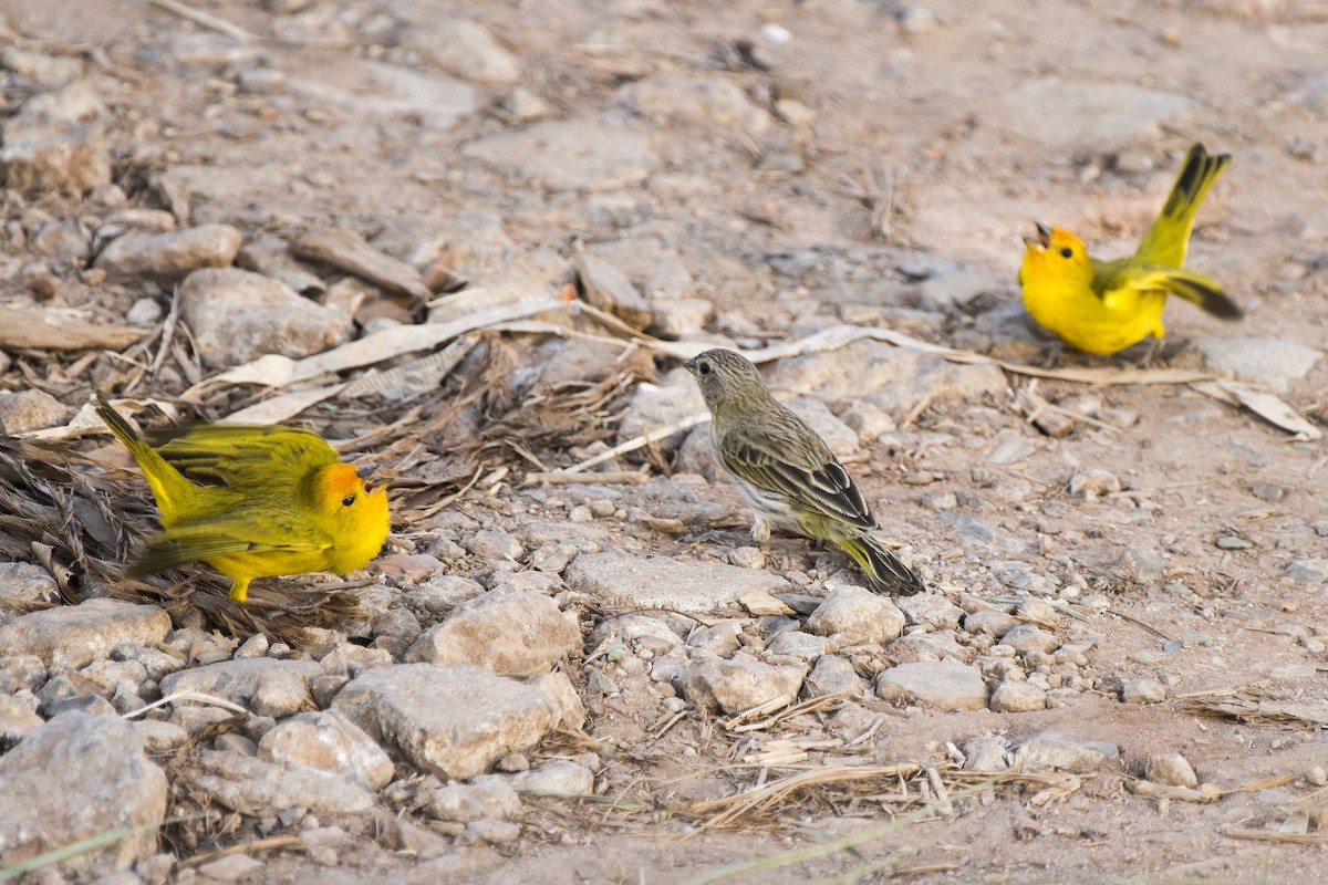 Saffron Finch - ML263088381