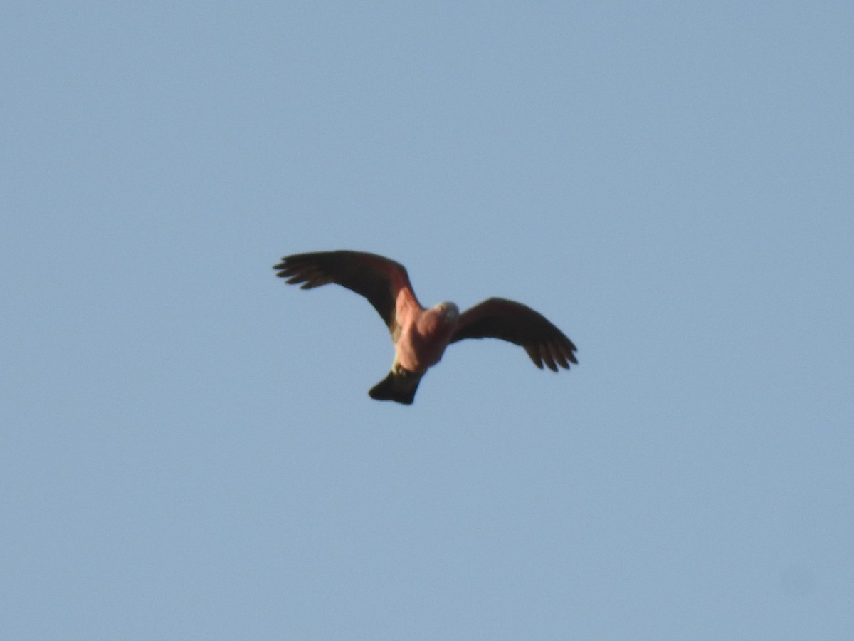 Cacatúa Galah - ML263088701