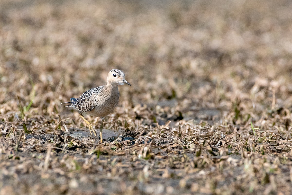 Buff-breasted Sandpiper - ML263089781