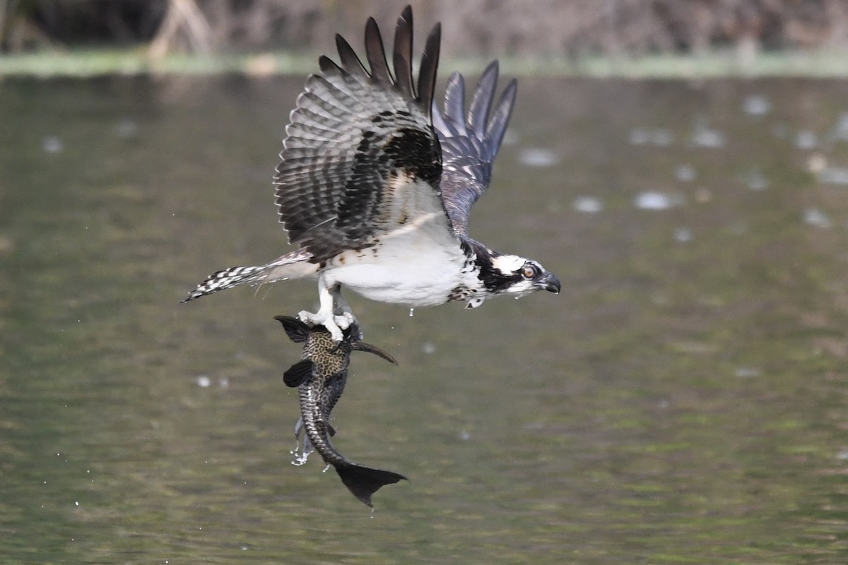 Osprey - Adam Cunningham