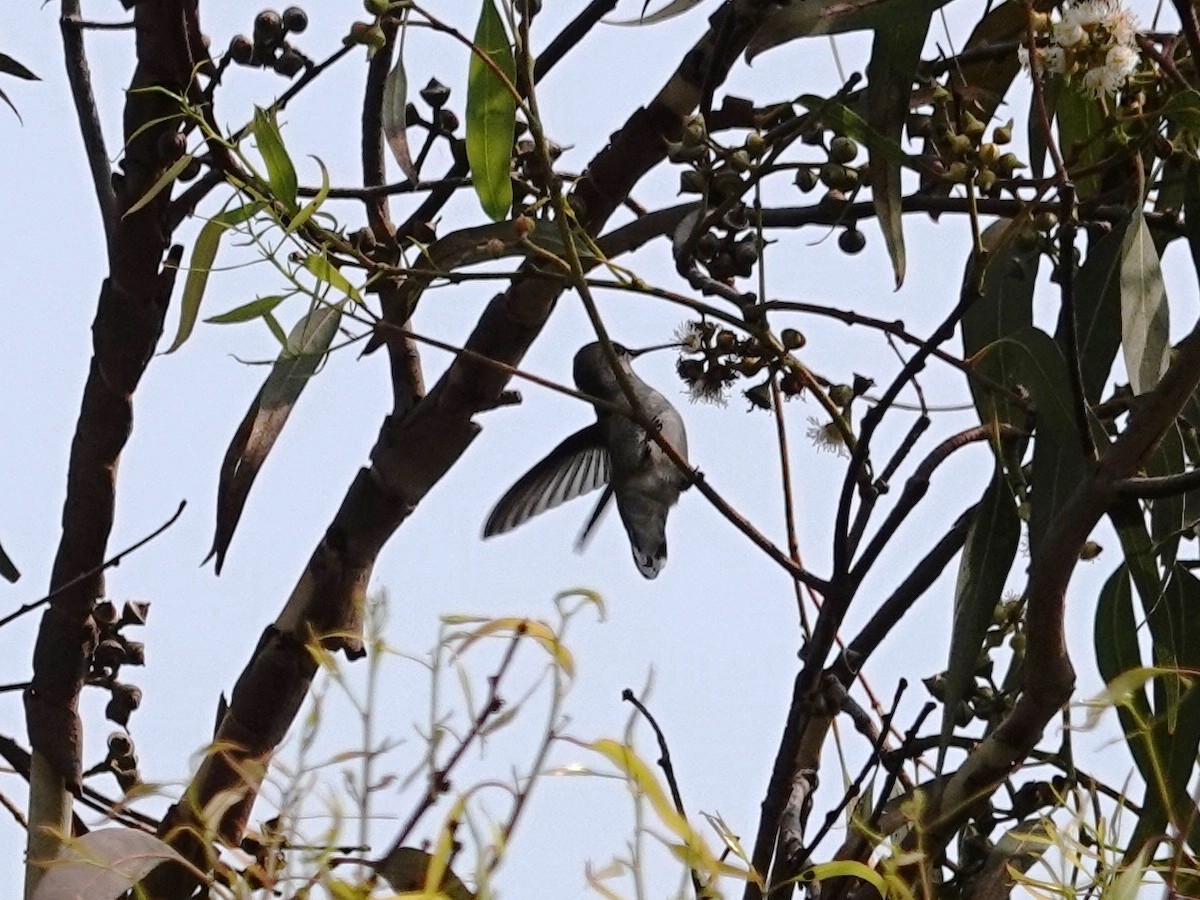 Costa's Hummingbird - ML263092131