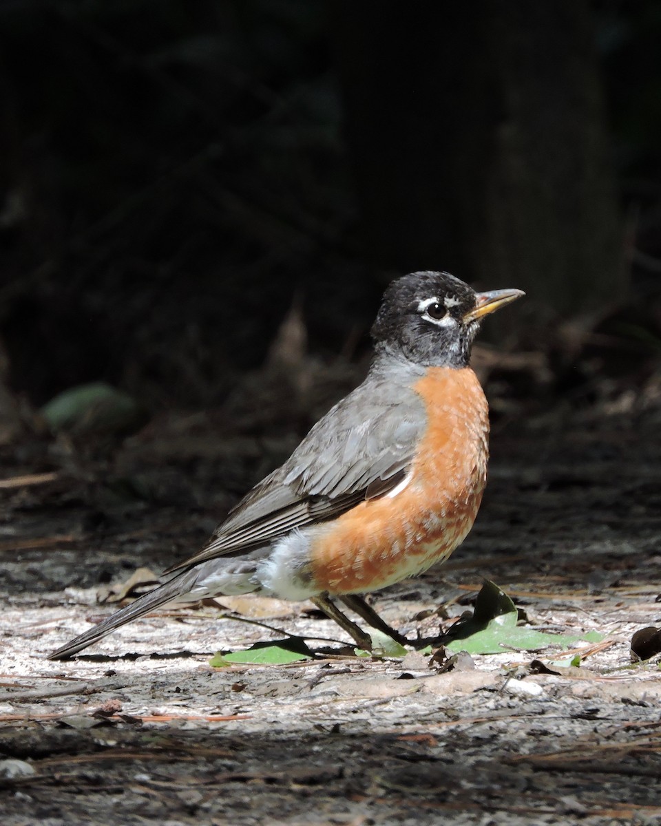 American Robin - ML263092251