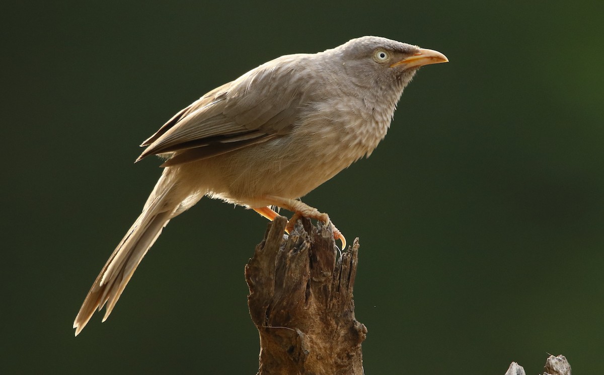 Jungle Babbler - ML263092681