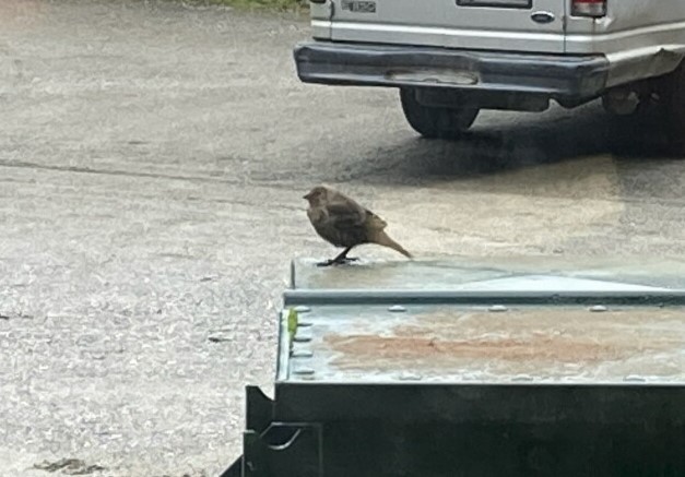 Brown-headed Cowbird - ML263094531