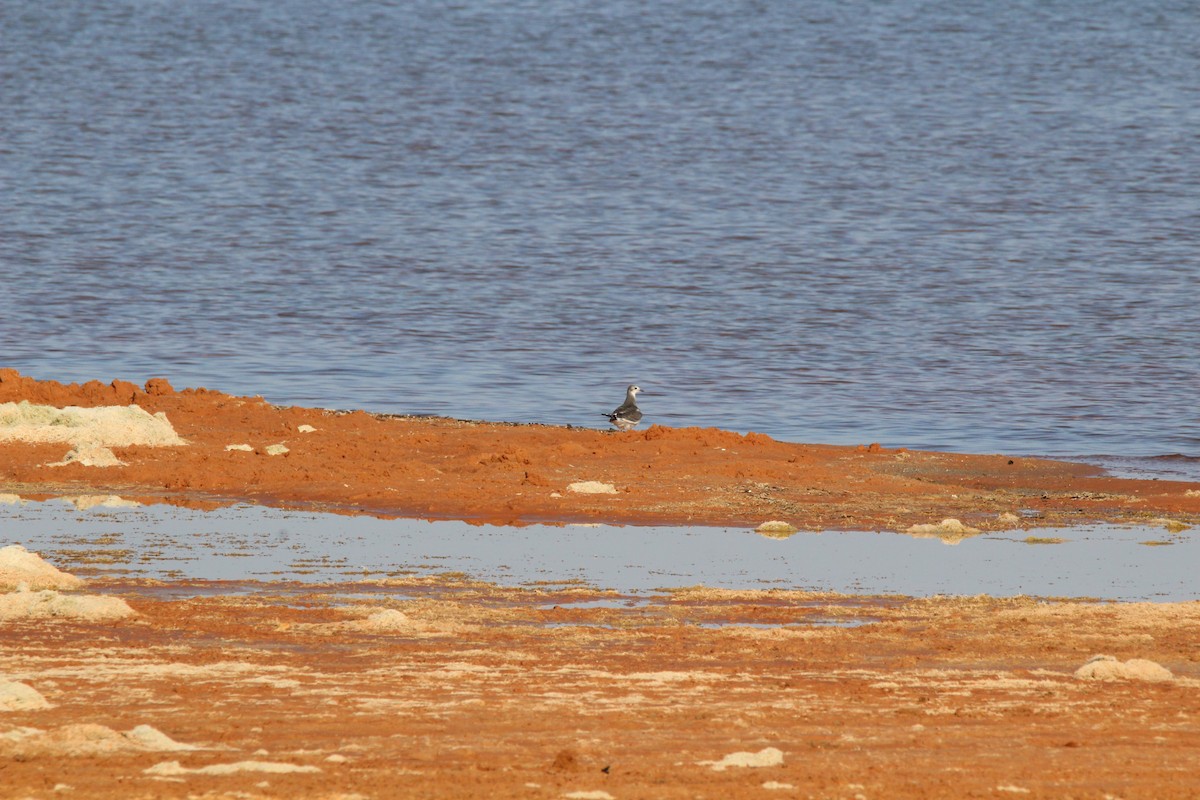 Sabine's Gull - ML263094841