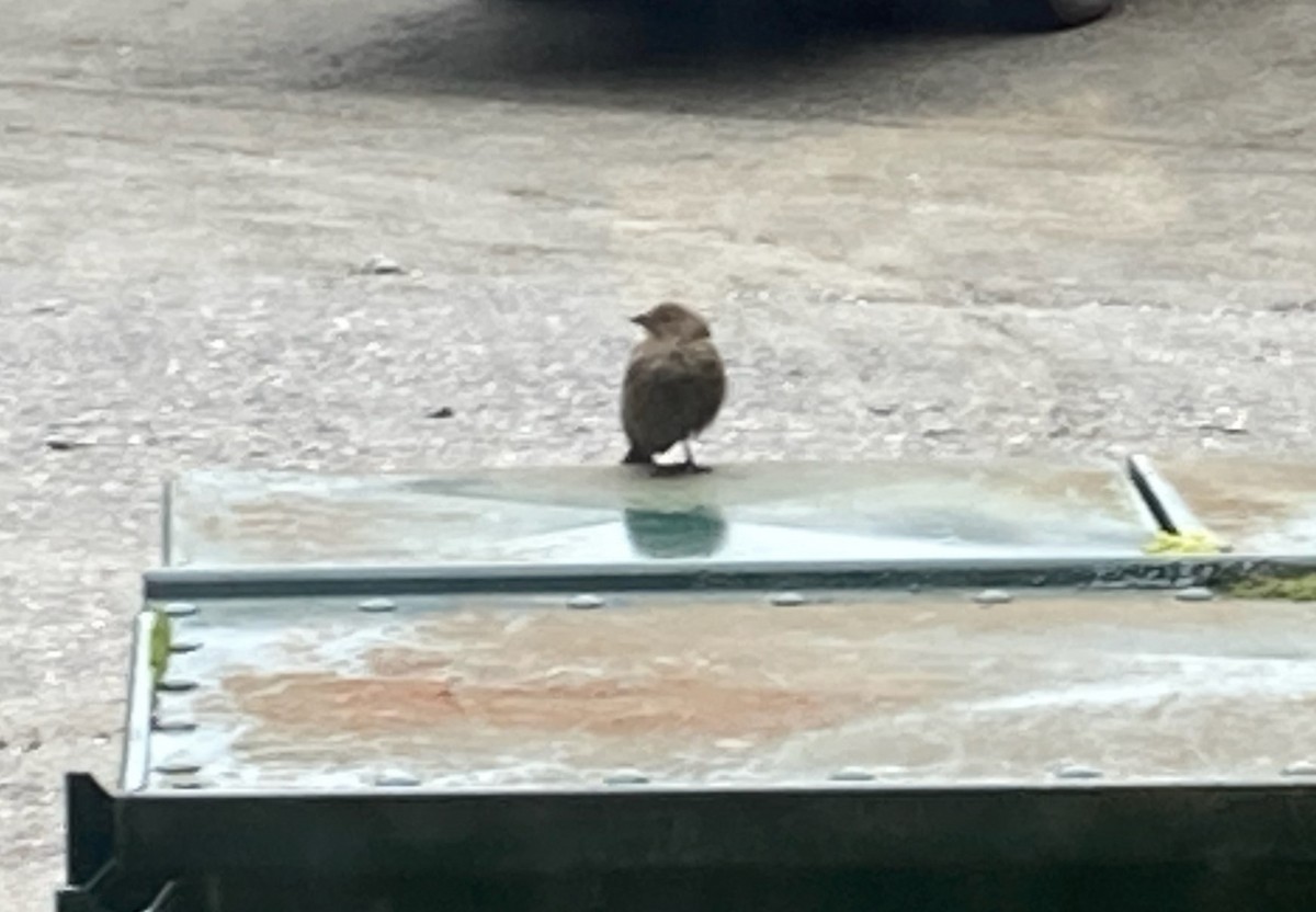 Brown-headed Cowbird - ML263095511