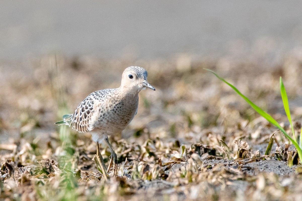 Buff-breasted Sandpiper - ML263096031