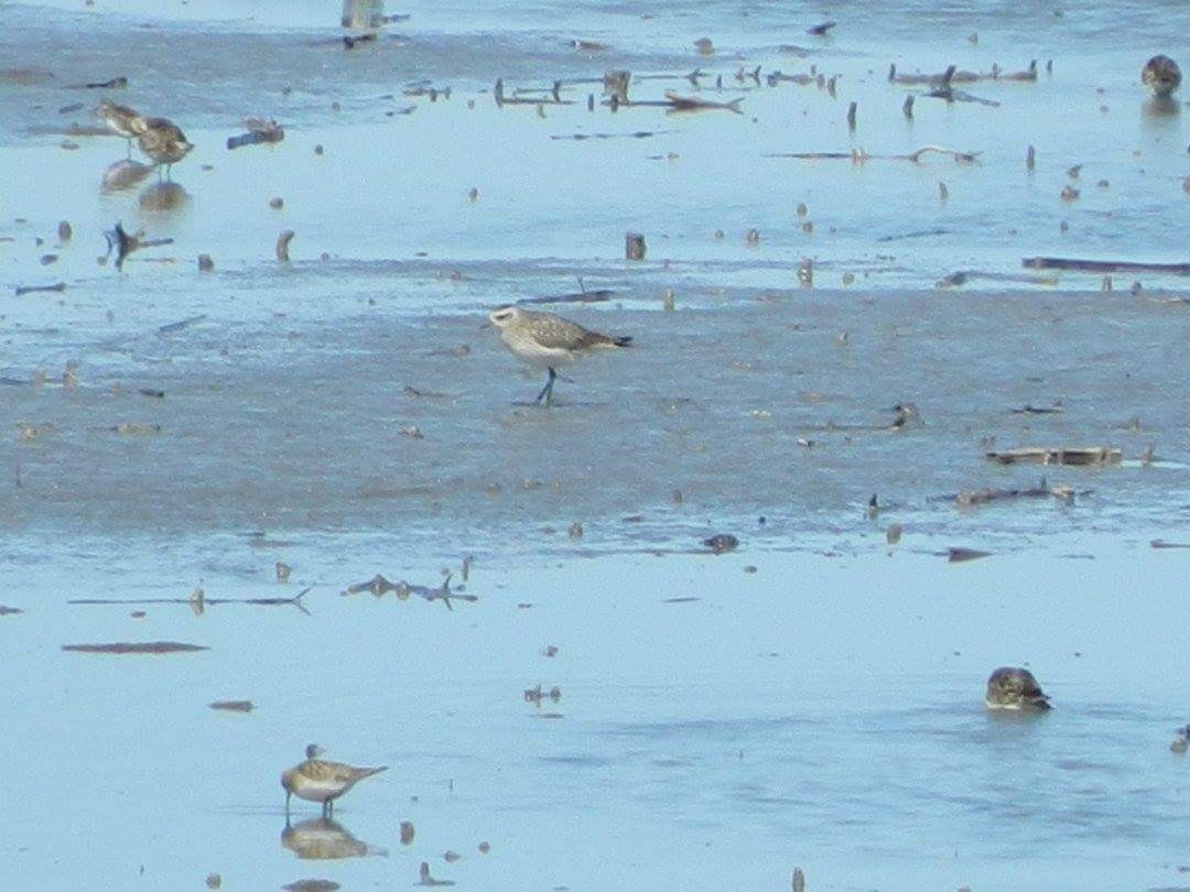 Urre-txirri amerikarra - ML26309711