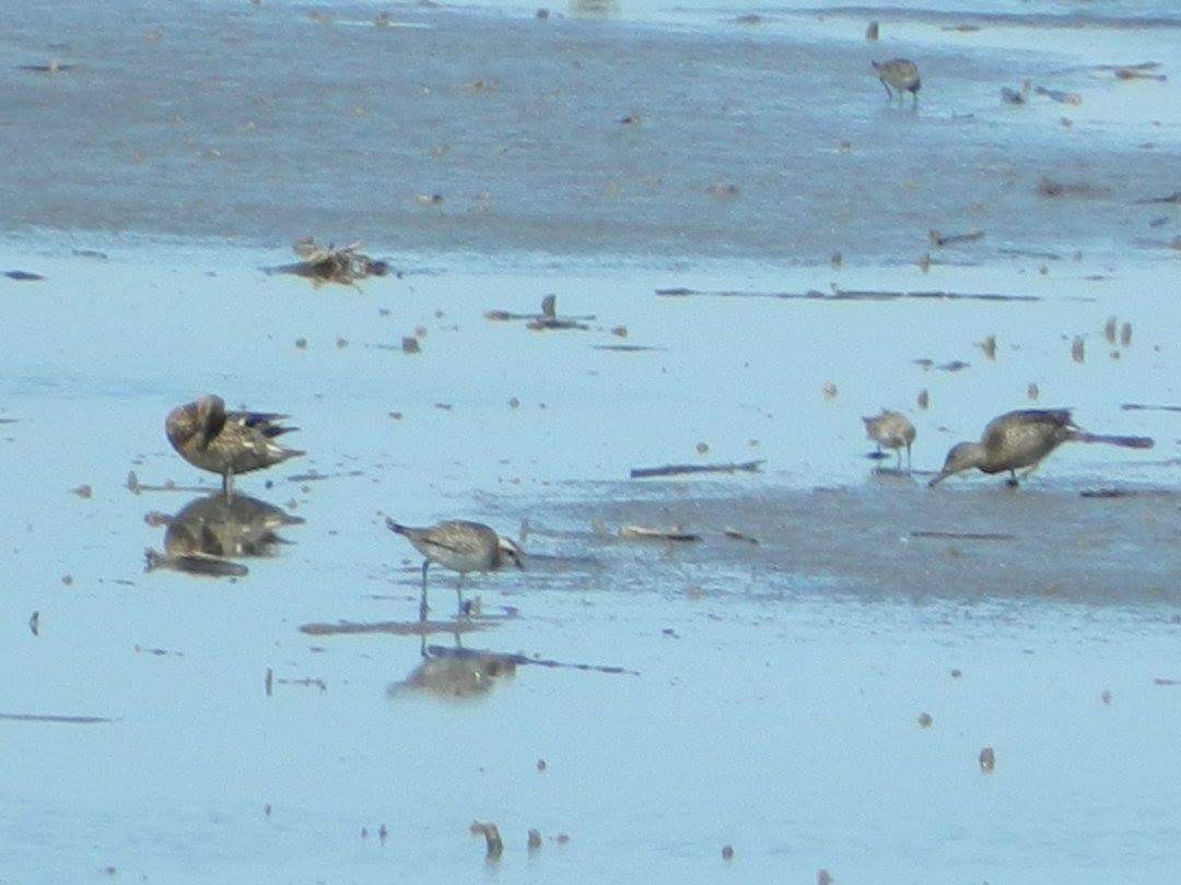 Urre-txirri amerikarra - ML26309721