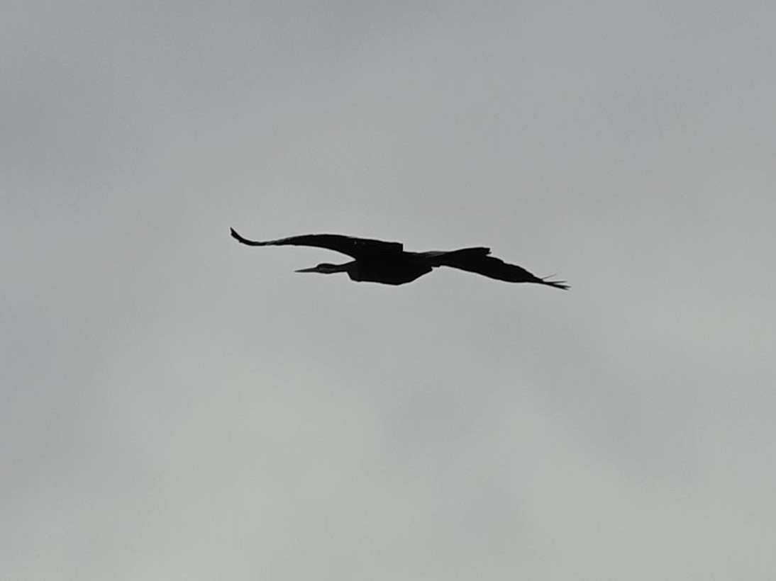 Oriental Darter - ML263097611