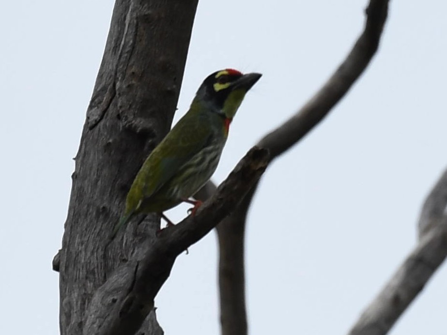 Coppersmith Barbet - ML263099481