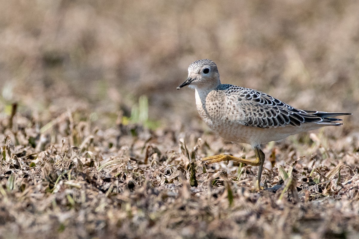 Buff-breasted Sandpiper - ML263100071