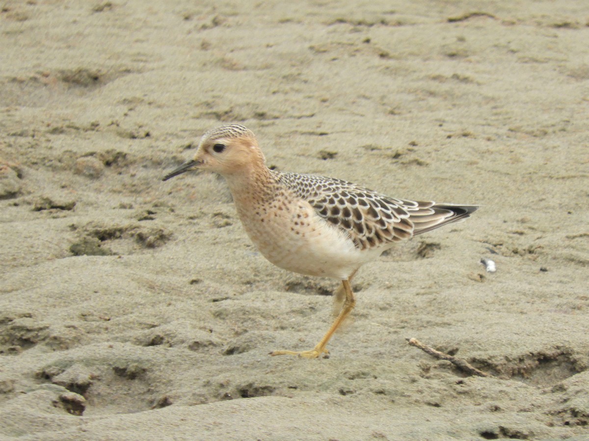 Buff-breasted Sandpiper - ML263100371