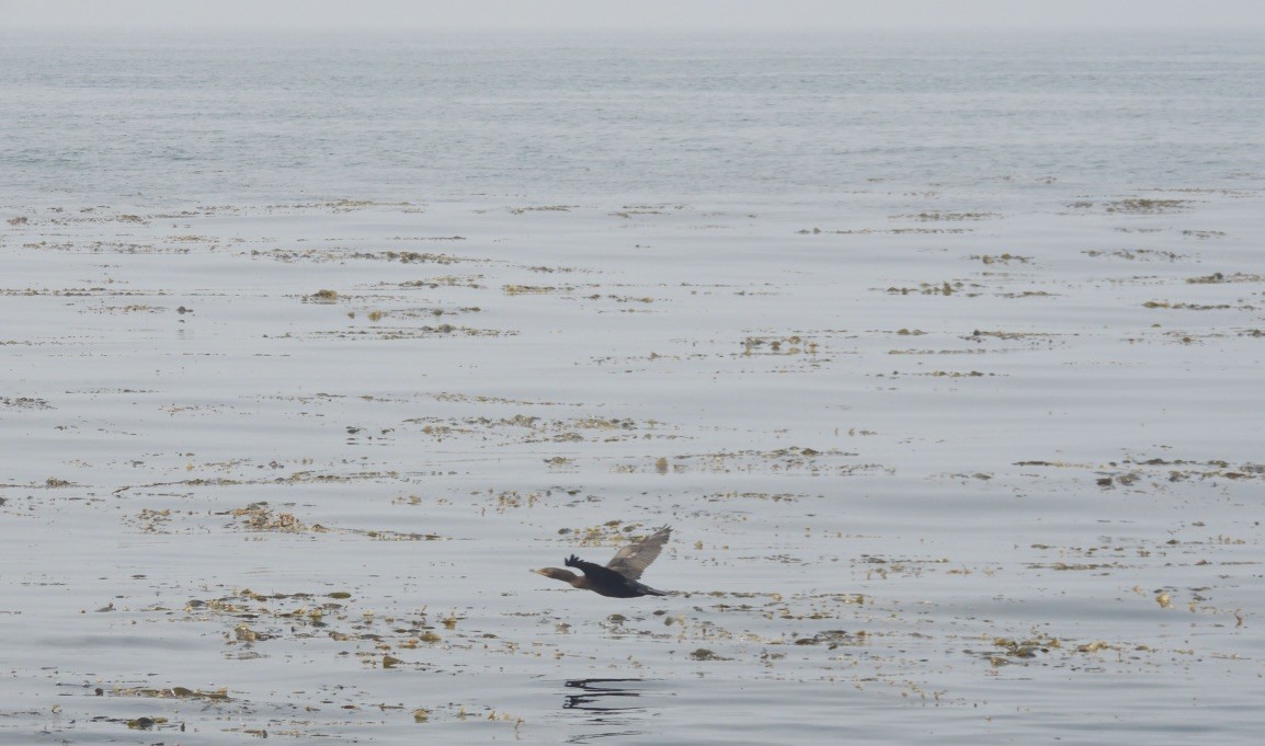 Brandt's Cormorant - ML263100381