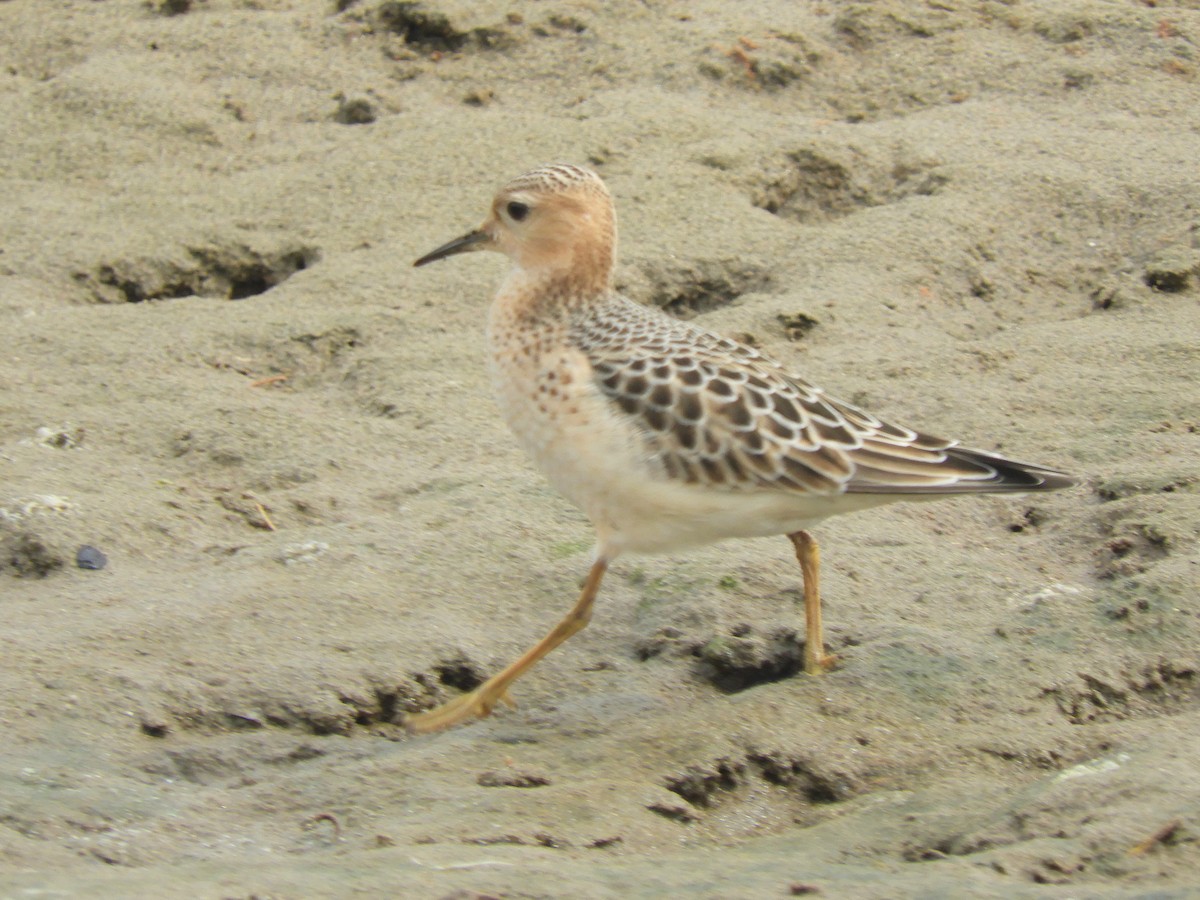 Buff-breasted Sandpiper - ML263101021