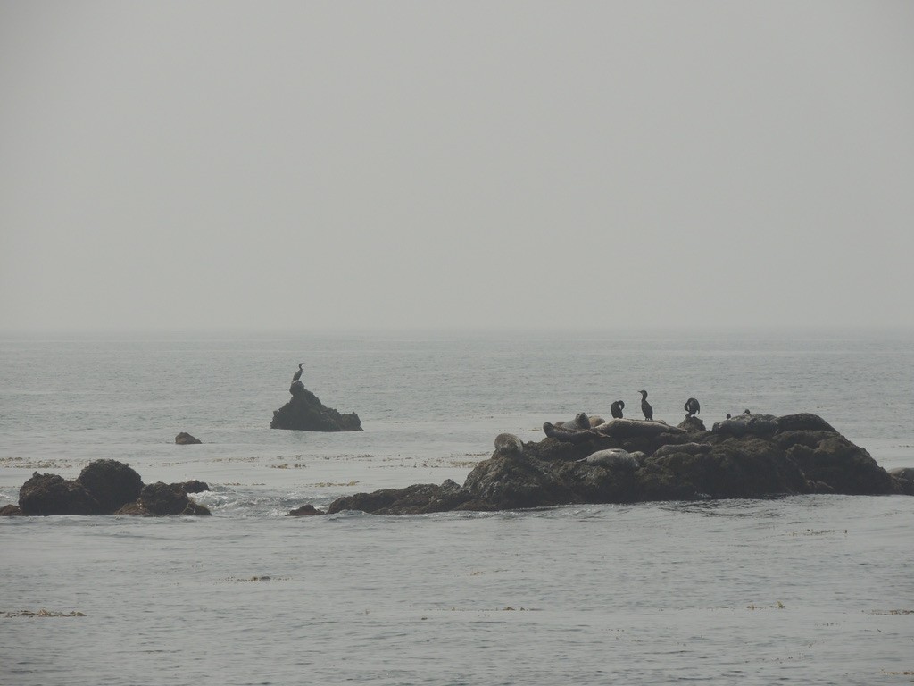 Brandt's Cormorant - ML263101441