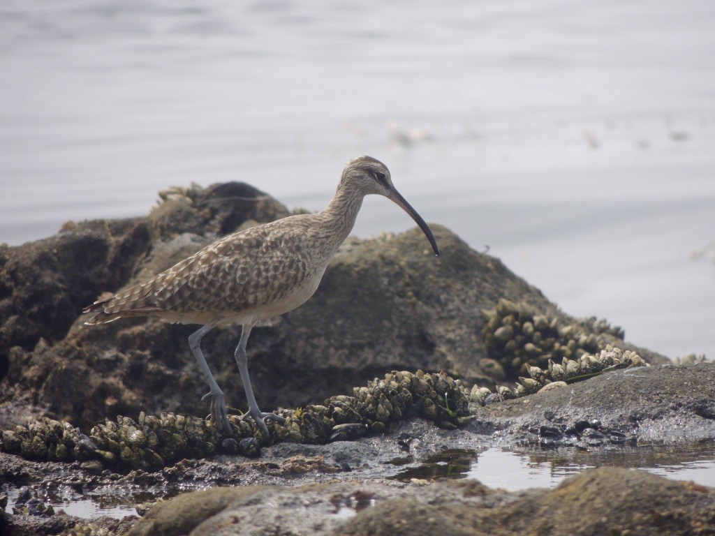 Hudsonian Whimbrel - ML263101451